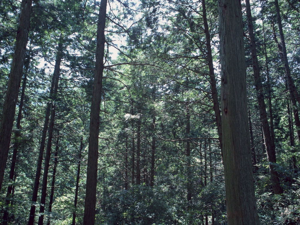 aa066.jpg